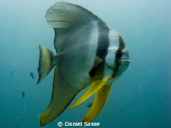 Teira Batfish taken in Phi Phi Islands on a Artificial Re... by Daniel Sasse 